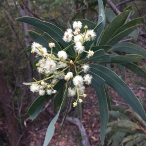 Acacia falciformis at Wee Jasper, NSW - 21 Nov 2020