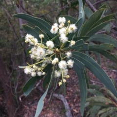 Acacia falciformis (Broad-leaved Hickory) at Wee Jasper, NSW - 21 Nov 2020 by Tapirlord