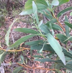 Acacia falciformis at Wee Jasper, NSW - 21 Nov 2020