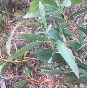 Acacia falciformis at Wee Jasper, NSW - 21 Nov 2020