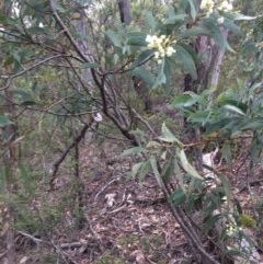 Acacia falciformis at Wee Jasper, NSW - 21 Nov 2020