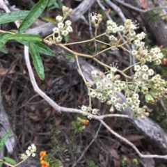 Astrotricha ledifolia (Common Star-hair) at Wee Jasper, NSW - 21 Nov 2020 by Tapirlord