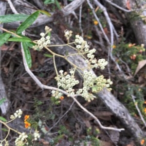 Astrotricha ledifolia at Wee Jasper, NSW - 22 Nov 2020