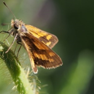 Ocybadistes walkeri at Chapman, ACT - 5 Nov 2020