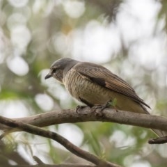 Edolisoma tenuirostre at Penrose, NSW - 23 Nov 2020