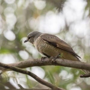 Edolisoma tenuirostre at Penrose, NSW - 23 Nov 2020