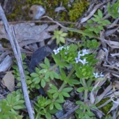 Sherardia arvensis at Wamboin, NSW - 27 Sep 2020