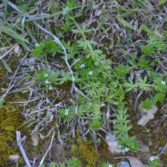 Sherardia arvensis at Wamboin, NSW - 27 Sep 2020