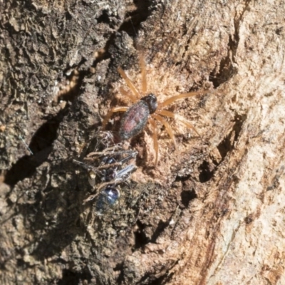 Euryopis umbilicata (Striped tick spider) at Hawker, ACT - 20 Nov 2020 by AlisonMilton