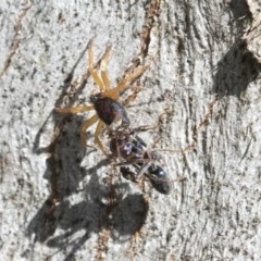 Euryopis umbilicata at Hawker, ACT - 20 Nov 2020