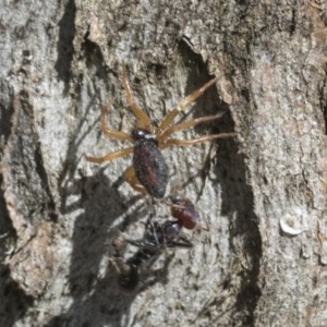 Euryopis umbilicata at Hawker, ACT - 20 Nov 2020