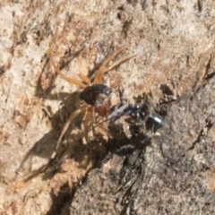 Euryopis umbilicata at Hawker, ACT - 20 Nov 2020 09:59 PM