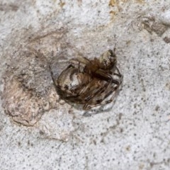 Theridiidae sp. (family) at Hawker, ACT - 20 Nov 2020