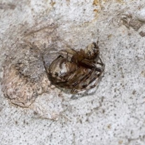 Theridiidae (family) at Hawker, ACT - 20 Nov 2020 09:53 PM