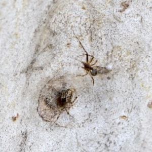 Theridiidae sp. (family) at Hawker, ACT - 20 Nov 2020