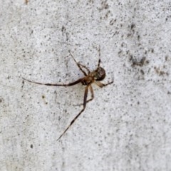 Theridiidae (family) at Hawker, ACT - 20 Nov 2020 09:53 PM