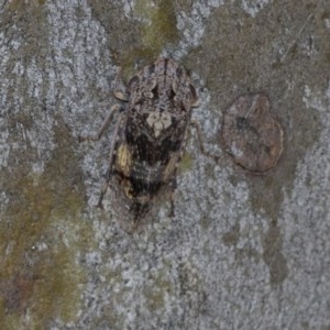 Stenocotis depressa at Hawker, ACT - 20 Nov 2020