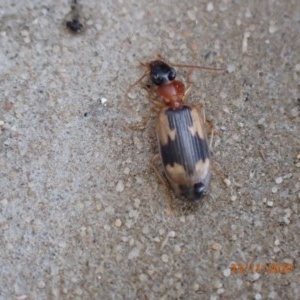 Anomotarus crudelis at Pialligo, ACT - 22 Nov 2020 05:19 PM