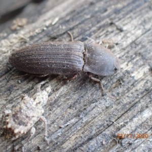 Agrypnus sp. (genus) at Pialligo, ACT - 23 Nov 2020