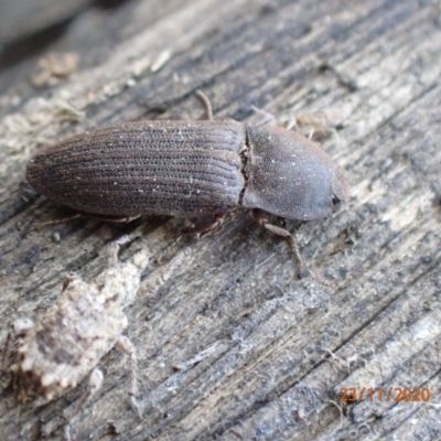 Agrypnus sp. (genus) (Rough click beetle) at Pialligo, ACT - 23 Nov 2020 by FeralGhostbat