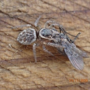 Maratus griseus at Pialligo, ACT - 23 Nov 2020