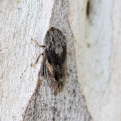 Stenocotis depressa (Leafhopper) at Hawker, ACT - 20 Nov 2020 by AlisonMilton