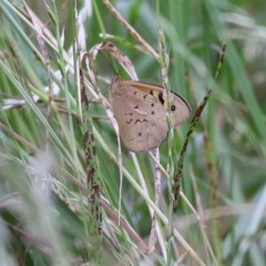 Heteronympha merope (Common Brown Butterfly) at Wodonga - 21 Nov 2020 by Kyliegw