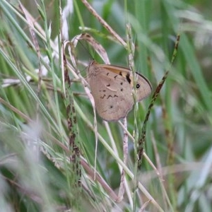 Heteronympha merope at Killara, VIC - 21 Nov 2020 08:30 PM