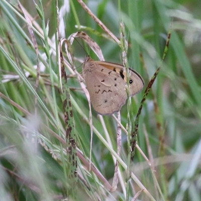 Heteronympha merope (Common Brown Butterfly) at Killara, VIC - 21 Nov 2020 by Kyliegw