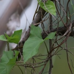 Calystegia sepium (Swamp Bindweed) at Bandiana, VIC - 21 Nov 2020 by Kyliegw