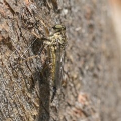 Cerdistus sp. (genus) (Slender Robber Fly) at Hawker, ACT - 21 Nov 2020 by AlisonMilton