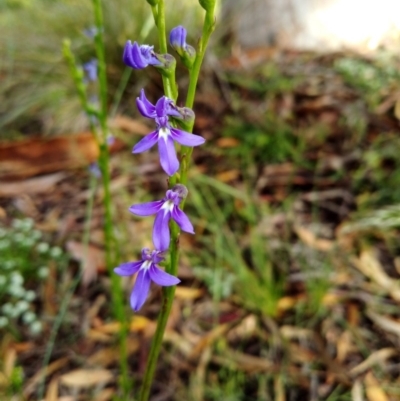 Lobelia gibbosa (Tall Lobelia) at Queanbeyan West, NSW - 22 Nov 2020 by shodgman