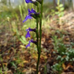 Lobelia gibbosa at Queanbeyan West, NSW - 23 Nov 2020