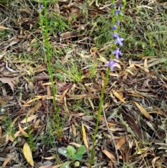 Lobelia gibbosa at Queanbeyan West, NSW - 23 Nov 2020 07:23 AM