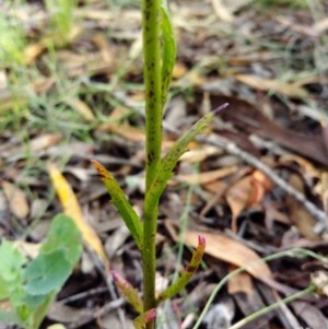 Lobelia gibbosa at Queanbeyan West, NSW - 23 Nov 2020