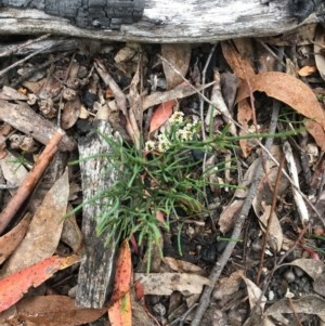 Choretrum pauciflorum at Wee Jasper, NSW - 22 Nov 2020