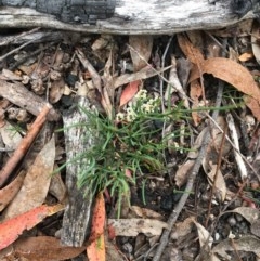 Choretrum pauciflorum (Dwarf Sour Bush) at Wee Jasper, NSW - 21 Nov 2020 by Tapirlord