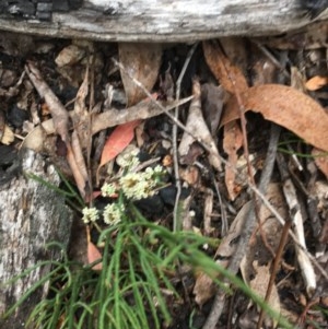 Choretrum pauciflorum at Wee Jasper, NSW - 22 Nov 2020
