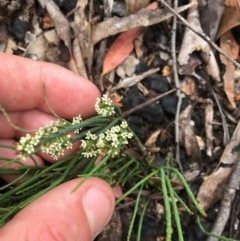 Choretrum pauciflorum at Wee Jasper, NSW - 22 Nov 2020