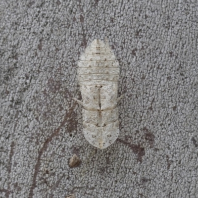 Ledromorpha planirostris (A leafhopper) at Hawker, ACT - 21 Nov 2020 by AlisonMilton