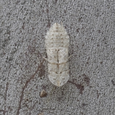 Ledromorpha planirostris (A leafhopper) at Hawker, ACT - 20 Nov 2020 by AlisonMilton