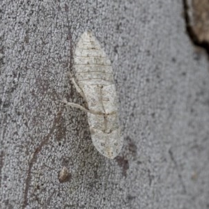 Ledromorpha planirostris at Hawker, ACT - 21 Nov 2020