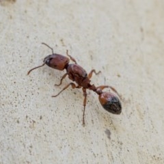 Podomyrma sp. (genus) (Muscleman Tree Ant) at Hawker, ACT - 21 Nov 2020 by AlisonMilton