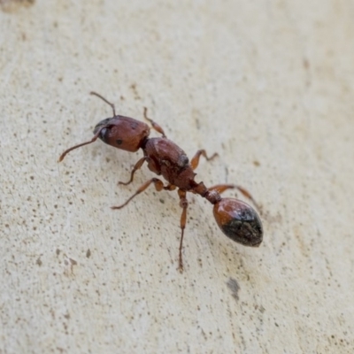 Podomyrma sp. (genus) (Muscleman Tree Ant) at Hawker, ACT - 21 Nov 2020 by AlisonMilton