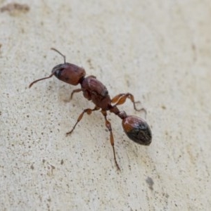 Podomyrma sp. (genus) at Hawker, ACT - 21 Nov 2020 12:06 AM