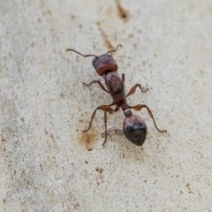 Podomyrma sp. (genus) at Hawker, ACT - 21 Nov 2020