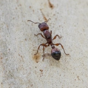 Podomyrma sp. (genus) at Hawker, ACT - 21 Nov 2020