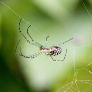 Leucauge dromedaria at Acton, ACT - 16 Nov 2020 03:46 AM