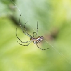 Leucauge dromedaria at Acton, ACT - 16 Nov 2020 03:46 AM