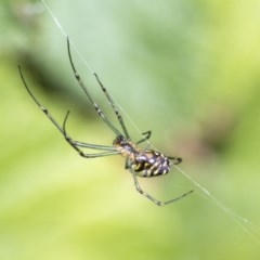 Leucauge dromedaria at Acton, ACT - 16 Nov 2020 03:46 AM